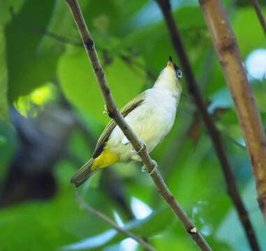 Zosterops atriceps fuscifrons Salvadori 1878 resmi