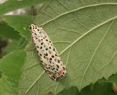 Image of Utetheisa pulchelloides vaga Jordan 1939