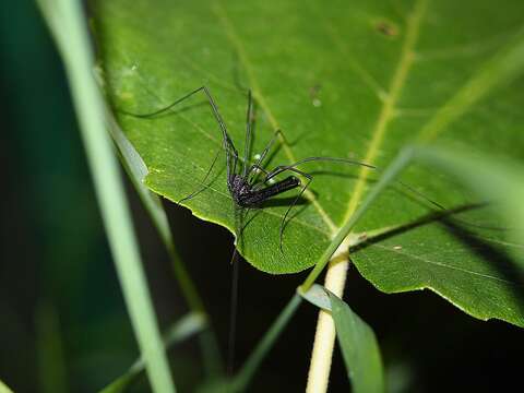 Image of <i>Pantopsalis albipalpis</i>