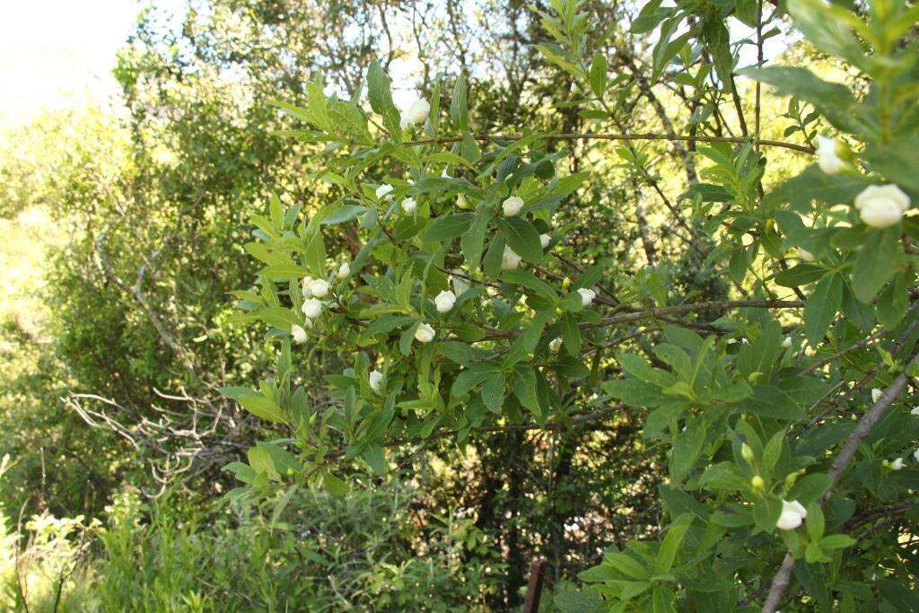 Image of Bowkeria verticillata (Eckl. & Zeyh.) Druce