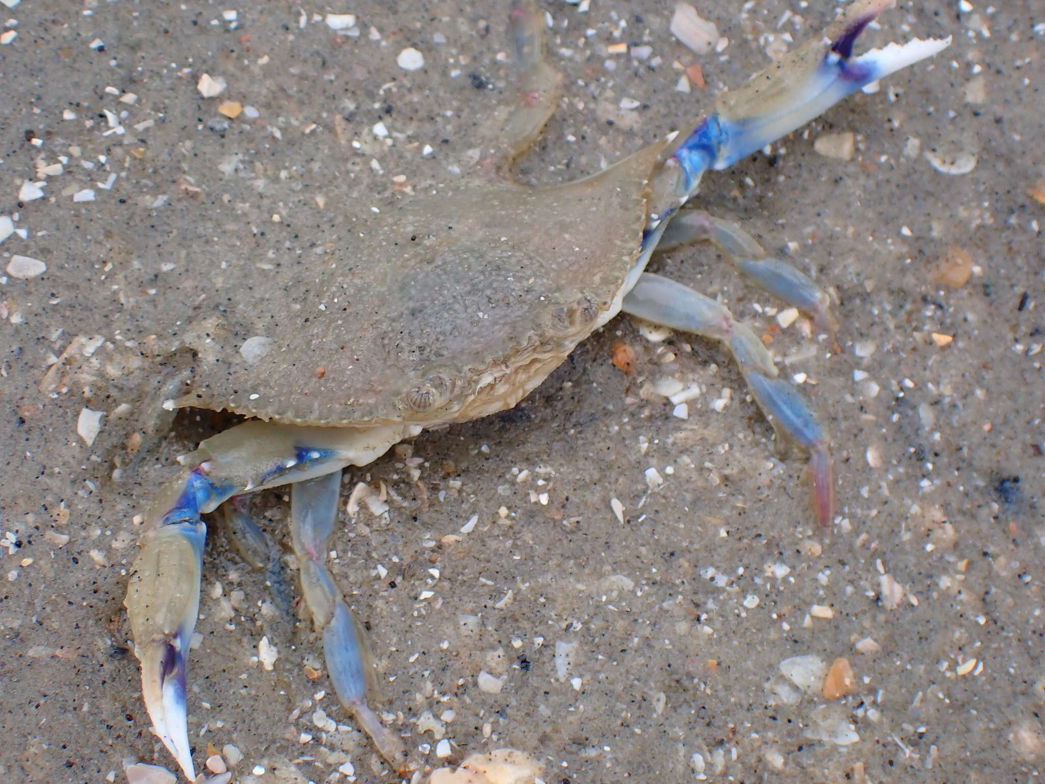 Image of lesser blue crab