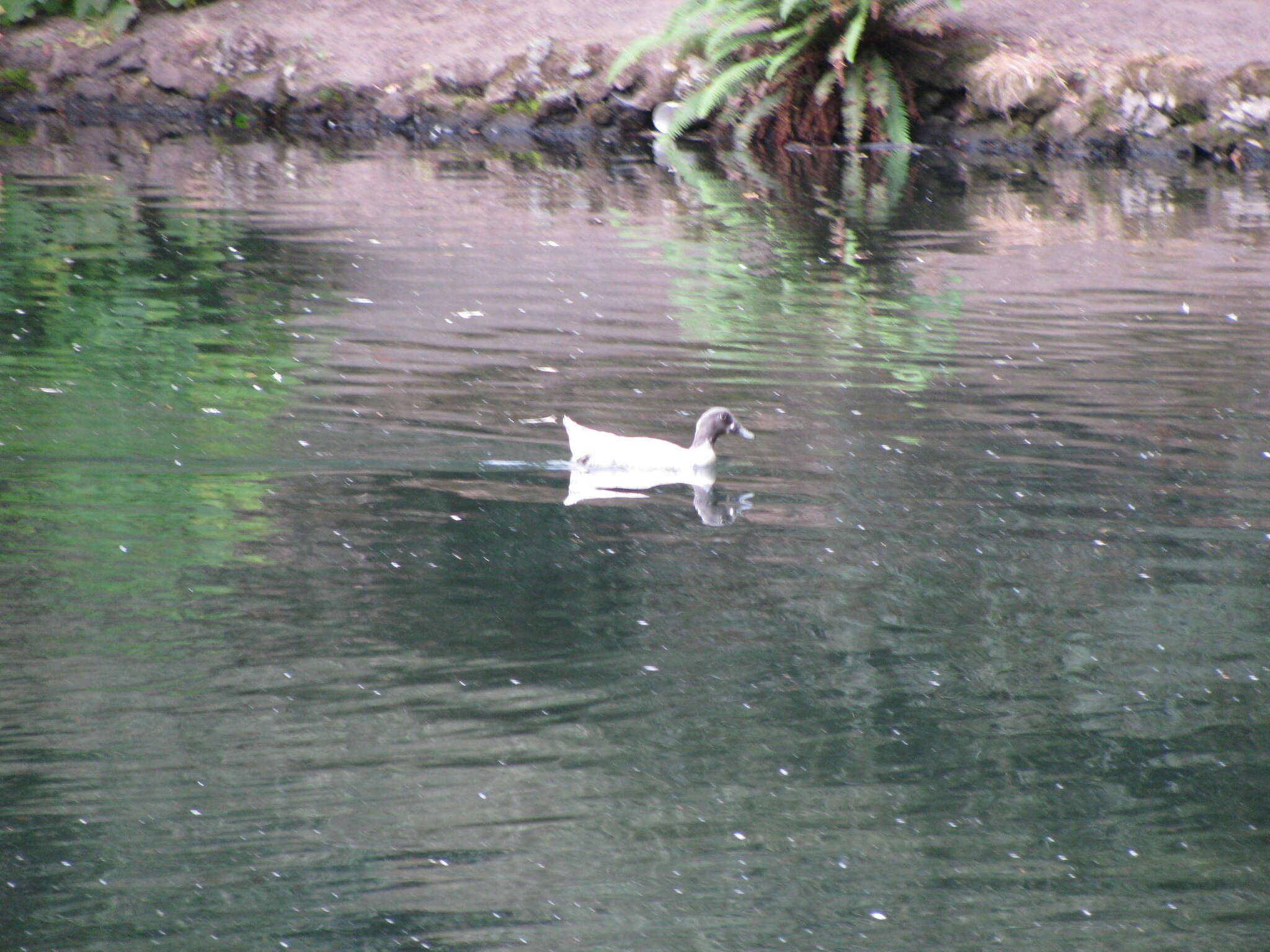 Image of <i>Anas platyrhynchos</i> f. <i>domesticus</i>