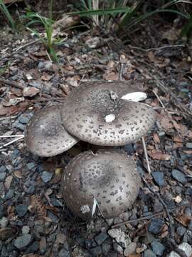 Слика од Amanita nothofagi G. Stev. 1962