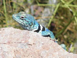 Image de Crotaphytus dickersonae Schmidt 1922