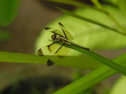 Image of Pied Paddy Skimmer