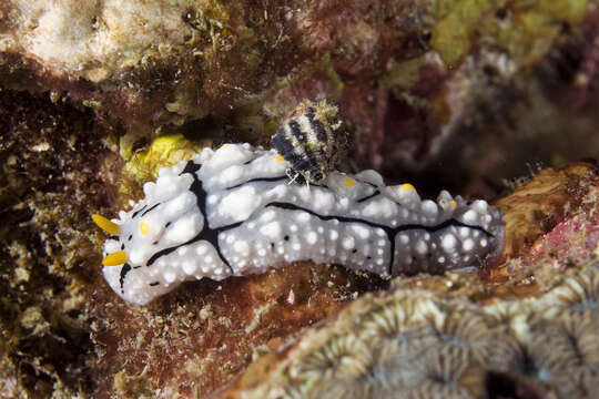 Image of Lumpy black grey orange slug