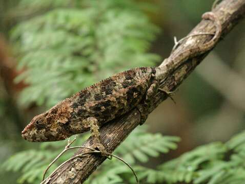 Image of Short-horned Chameleon