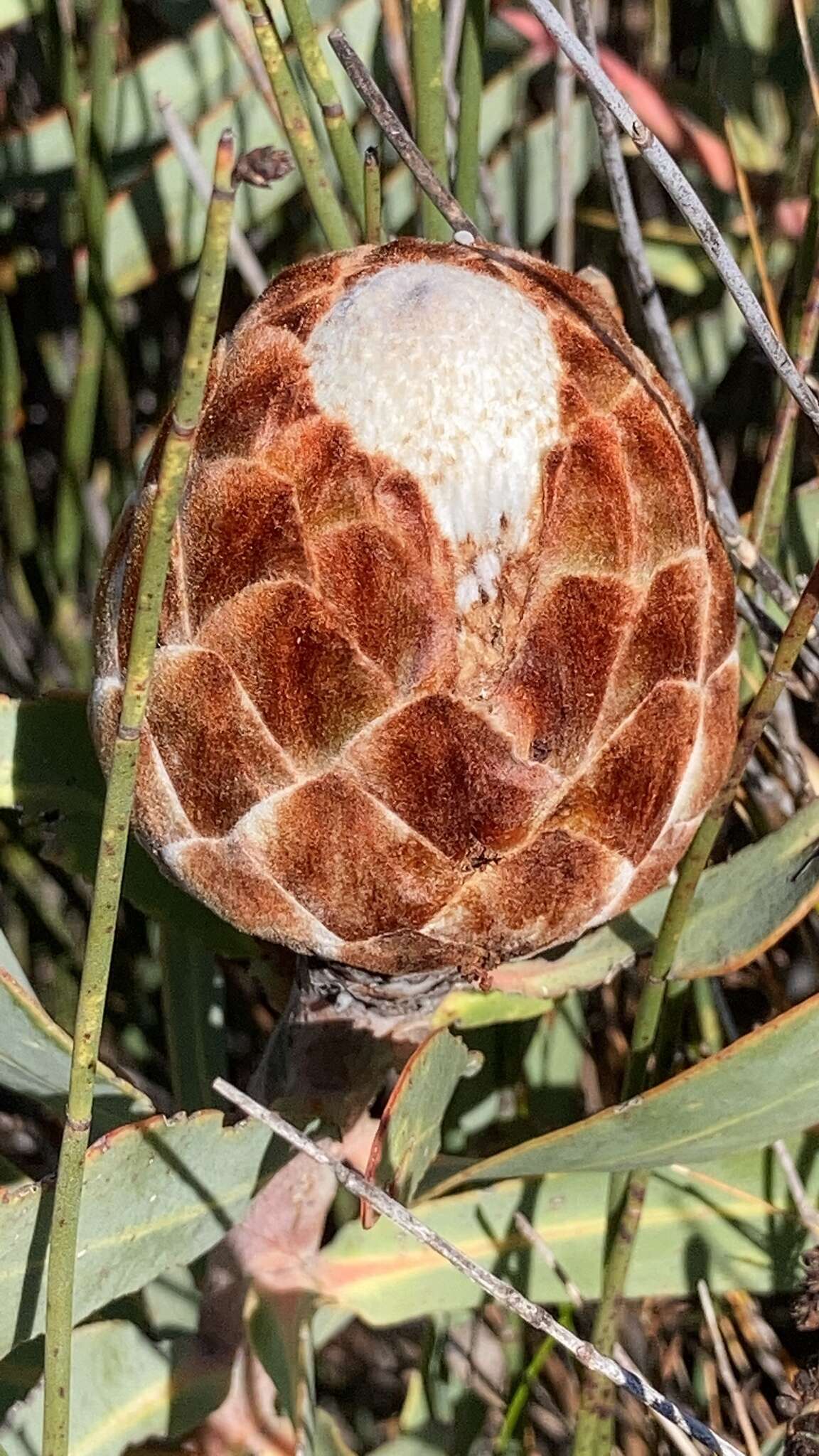 Image of Protea inopina J. P. Rourke