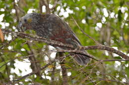 Image of south island kaka