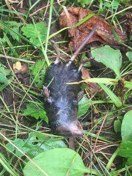 Image of American short-tailed shrew