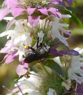 صورة Melissodes bimaculatus (Lepeletier 1825)