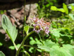 Image of waterleaf phacelia