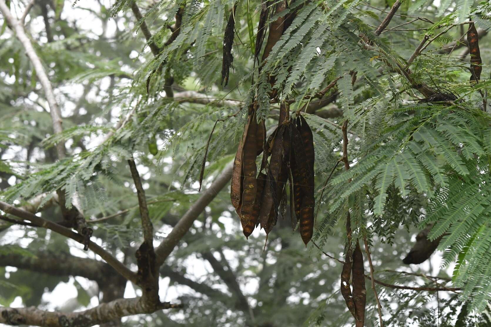 Plancia ëd Leucaena diversifolia (Schltdl.) Benth.