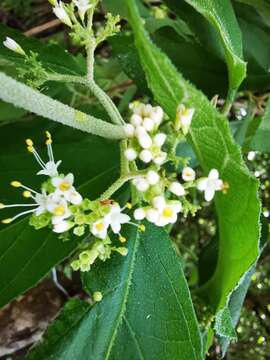 Image of Callicarpa acuminata Kunth