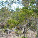 Plancia ëd Dacrydium beccarii Parl.