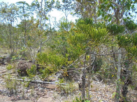 Plancia ëd Dacrydium beccarii Parl.