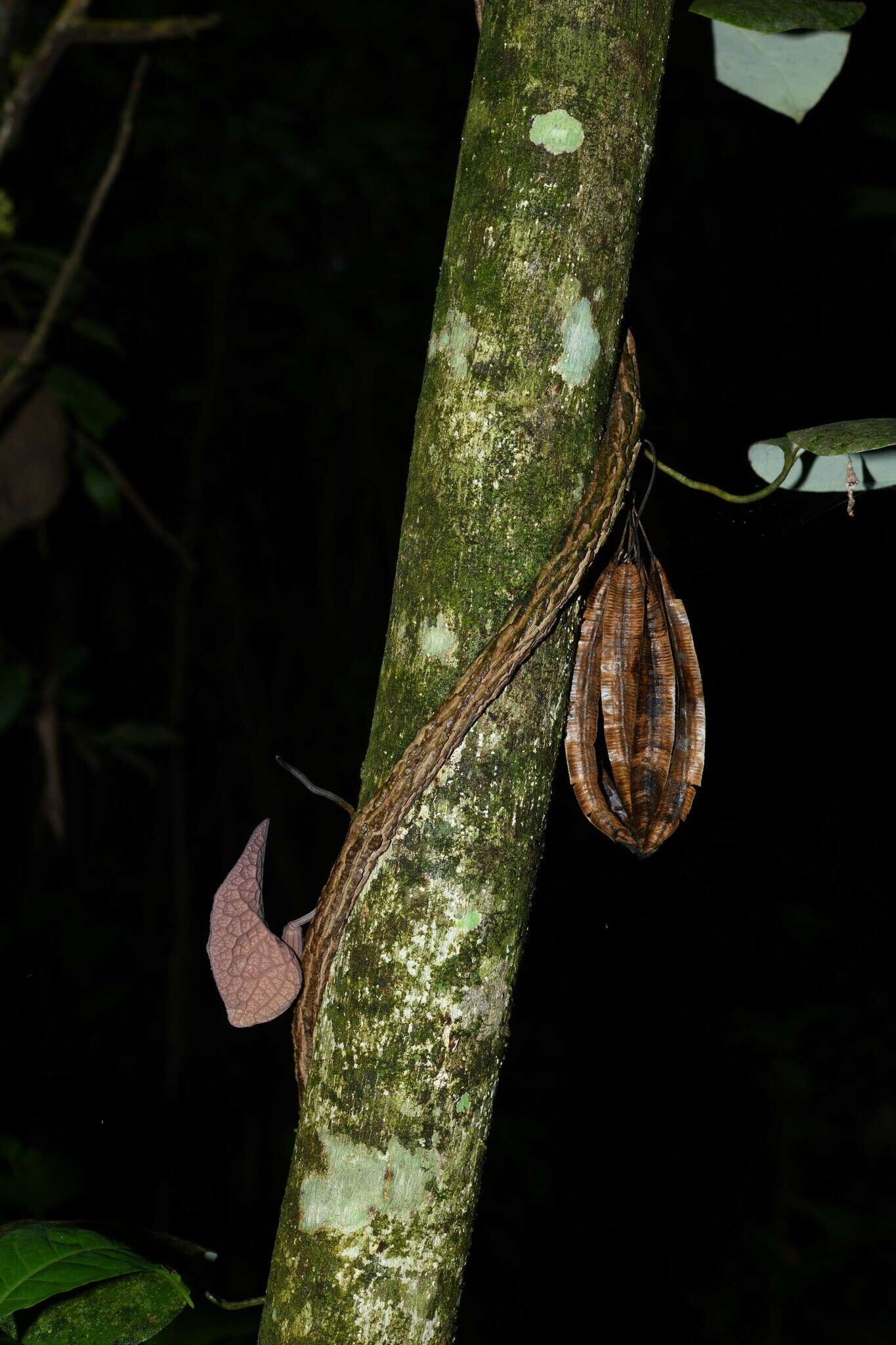 Image of Aristolochia amara (Aublet) O. Poncy