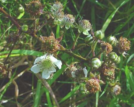 Image de Rubus radula Weihe ex Boenn.