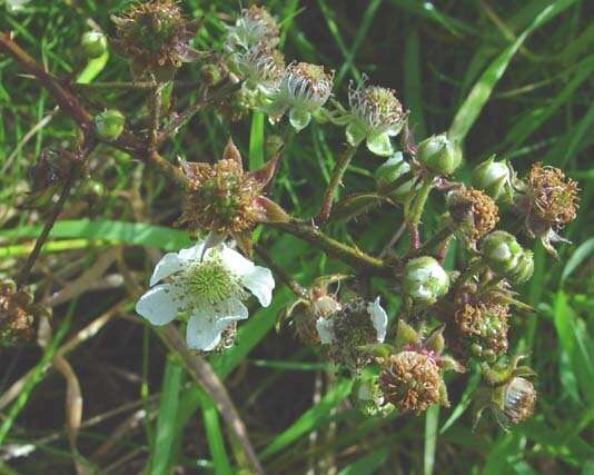 Image de Rubus radula Weihe ex Boenn.