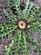 Image of Carlina acanthifolia All.