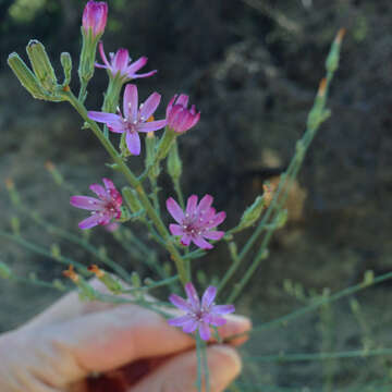 صورة Stephanomeria virgata subsp. pleurocarpa (Greene) Gottlieb