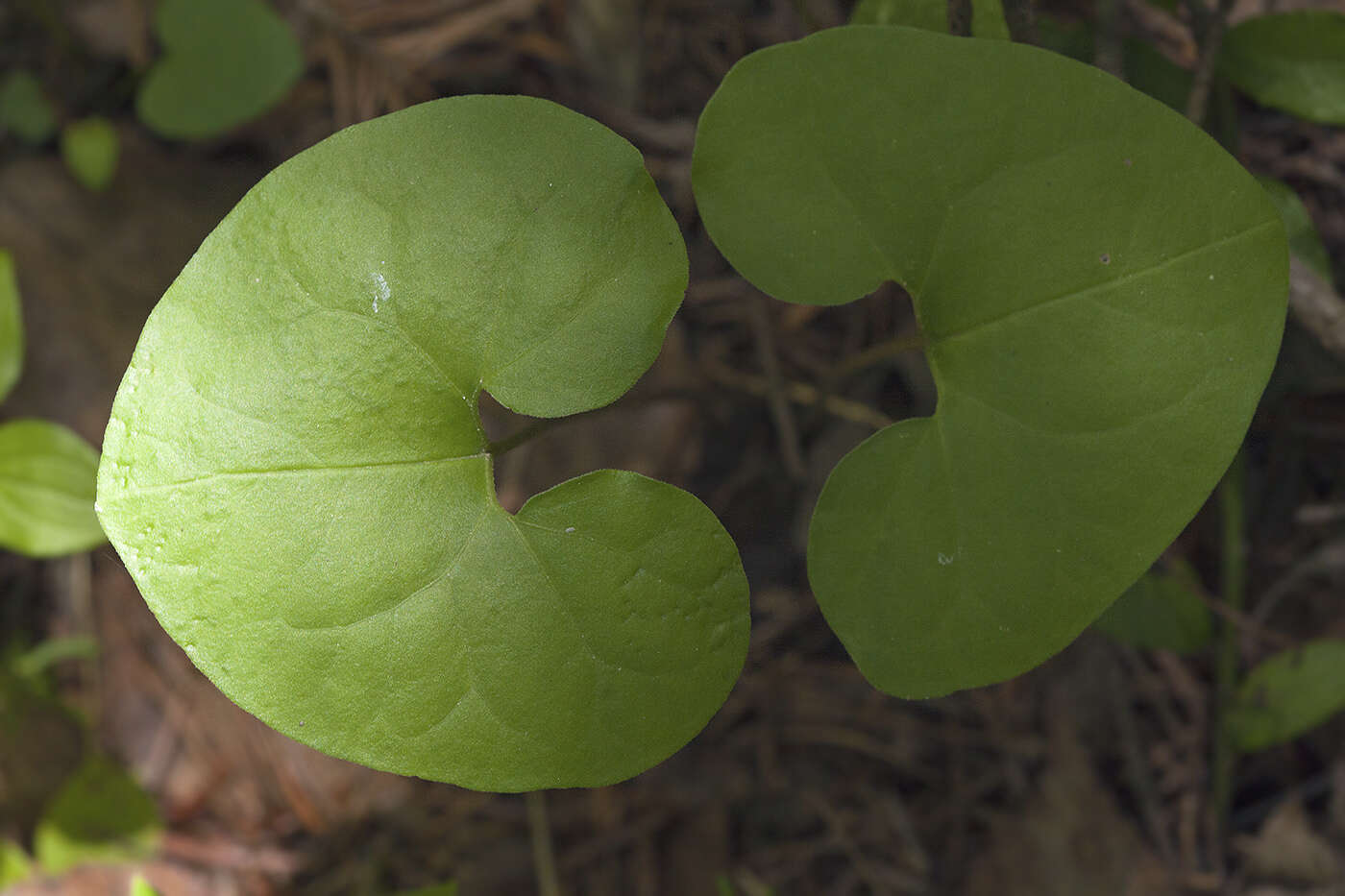 Image of Asarum heterotropoides F. Schmidt