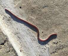 Image of Western Blind Snake