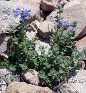 Image of Nepeta supina Steven