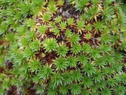 Image of Saxifraga juniperifolia Adams
