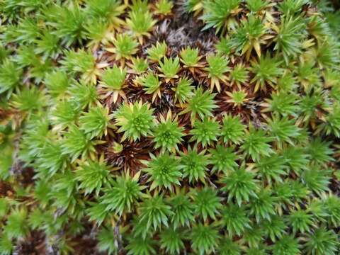 Sivun Saxifraga juniperifolia Adams kuva