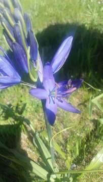 Image of large camas