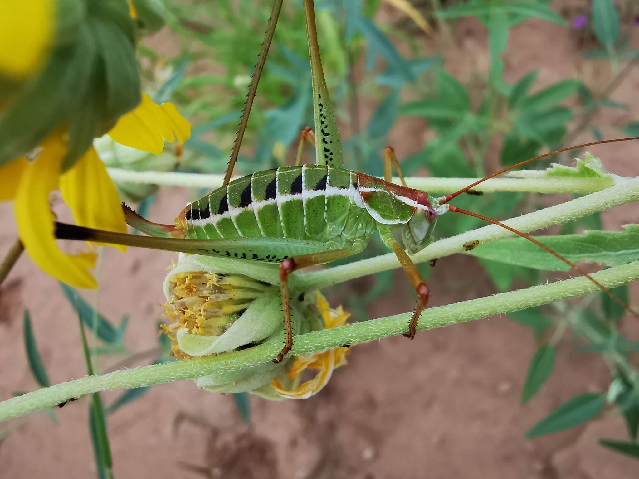 Image of Mountain-dwelling Short-winged Katydid