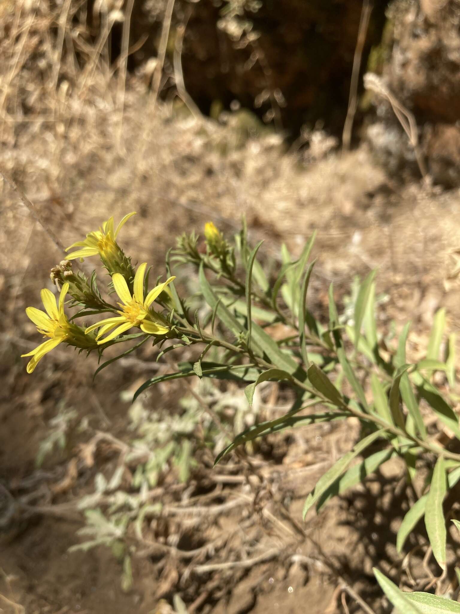 Plancia ëd Columbiadoria hallii (A. Gray) G. L. Nesom