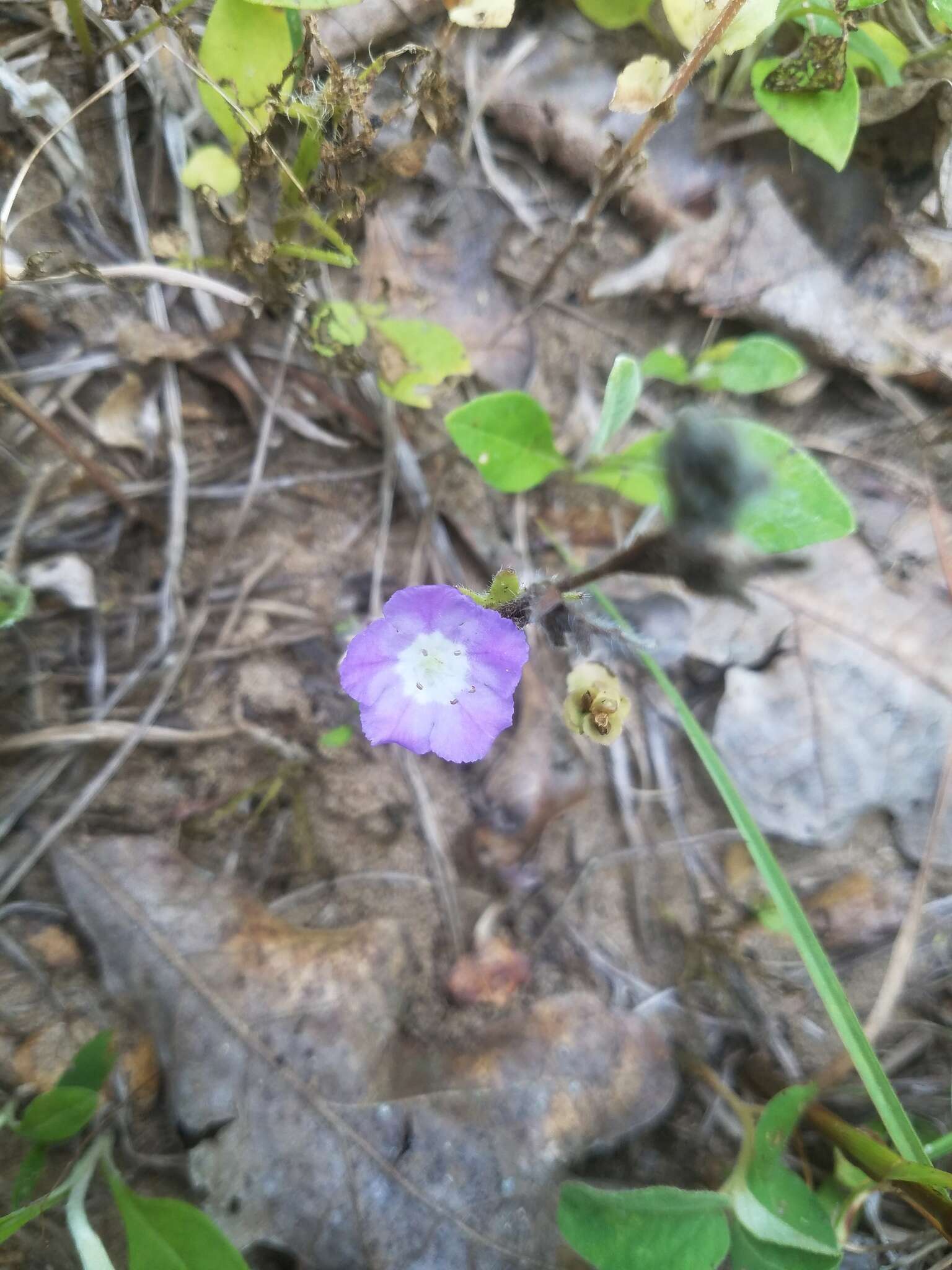 Phacelia strictiflora (Engelm. & Gray) A. Gray的圖片