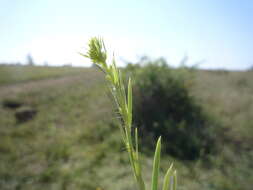 Plancia ëd Linaria biebersteinii Besser