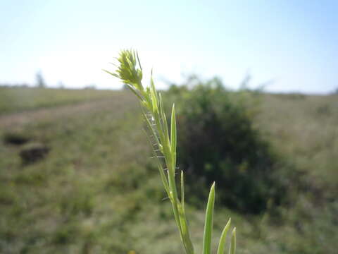 Image of Linaria biebersteinii Besser