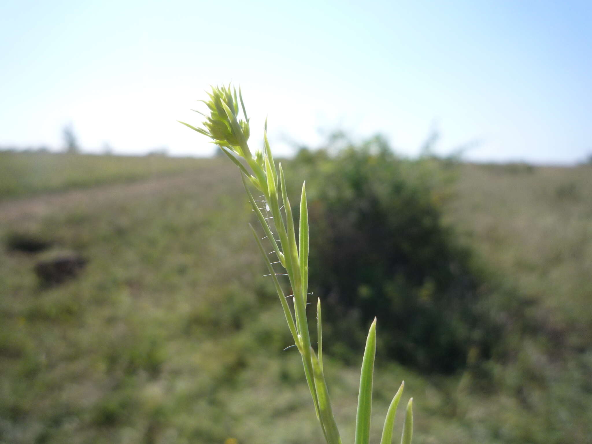 Image de Linaria biebersteinii Besser