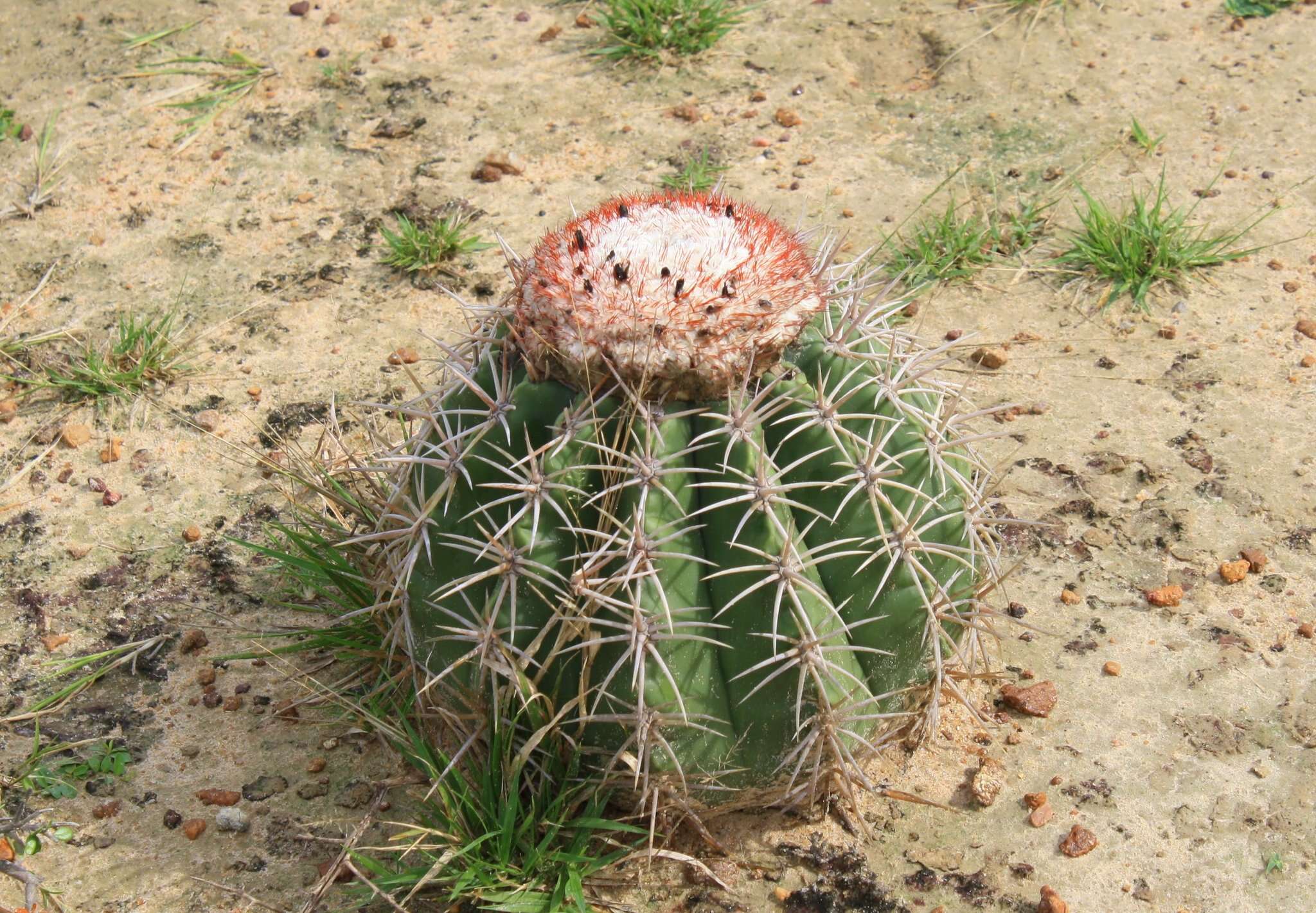 Image of Melocactus curvispinus subsp. caesius (H. L. Wendl.) N. P. Taylor