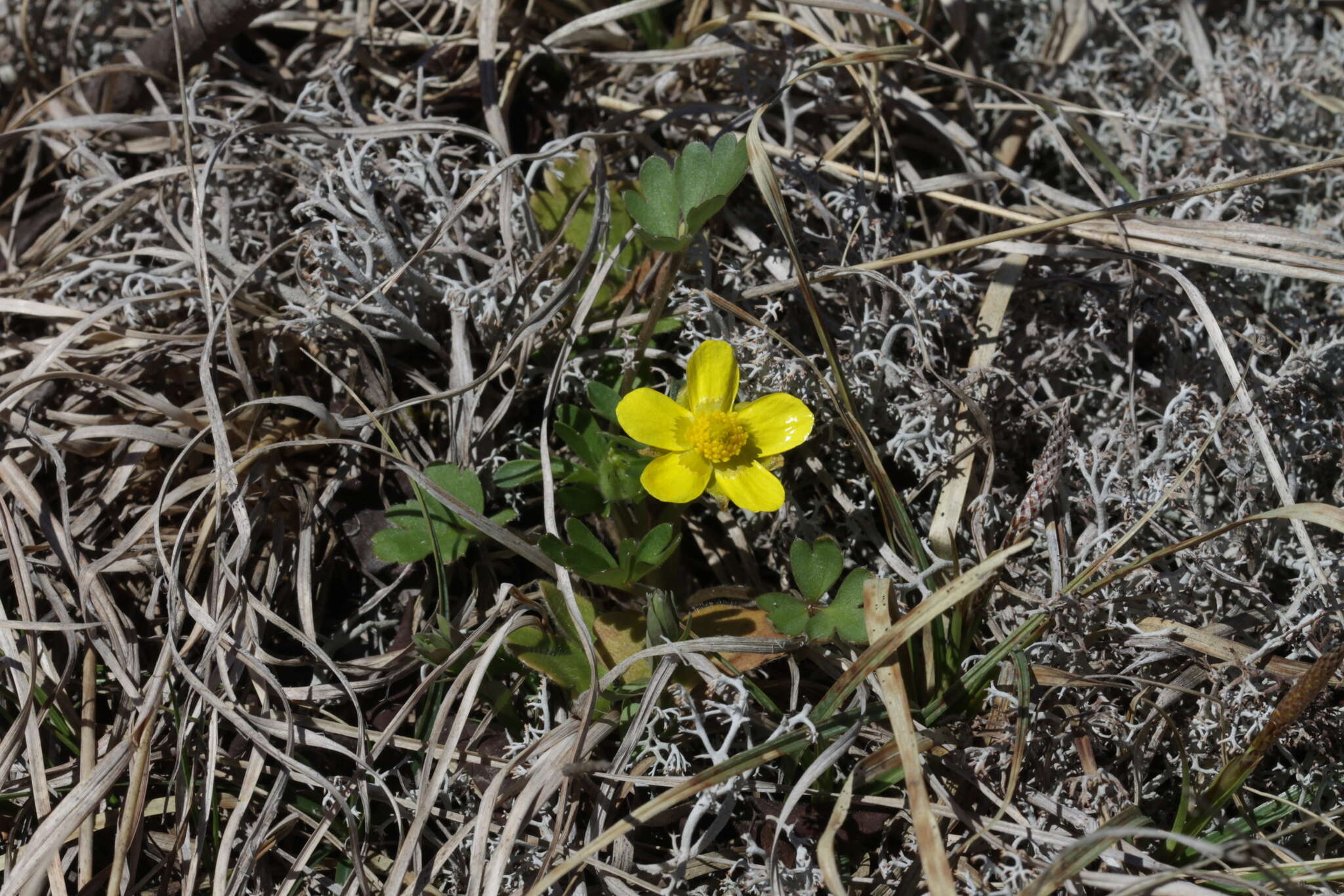 Слика од Ranunculus fascicularis Muhl. ex Bigel.