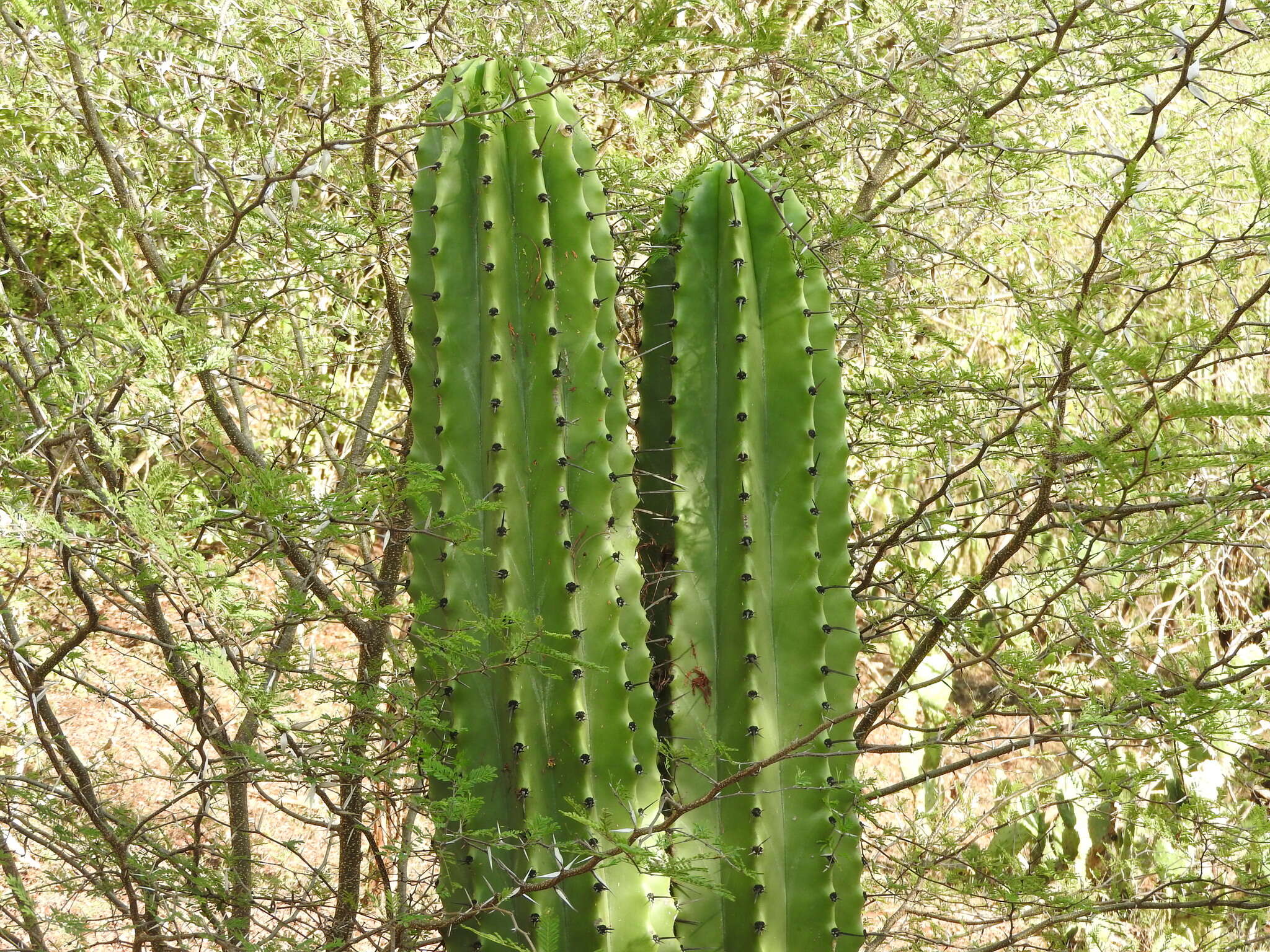 Stenocereus martinezii (J. G. Ortega) Buxb.的圖片