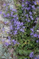 Image of Adriatic bellflower