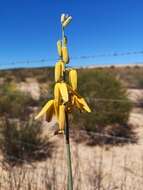 Image de Albuca clanwilliamae-gloria U. Müll.-Doblies