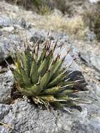Image of Nevada agave