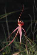 Image de Caladenia concolor Fitzg.