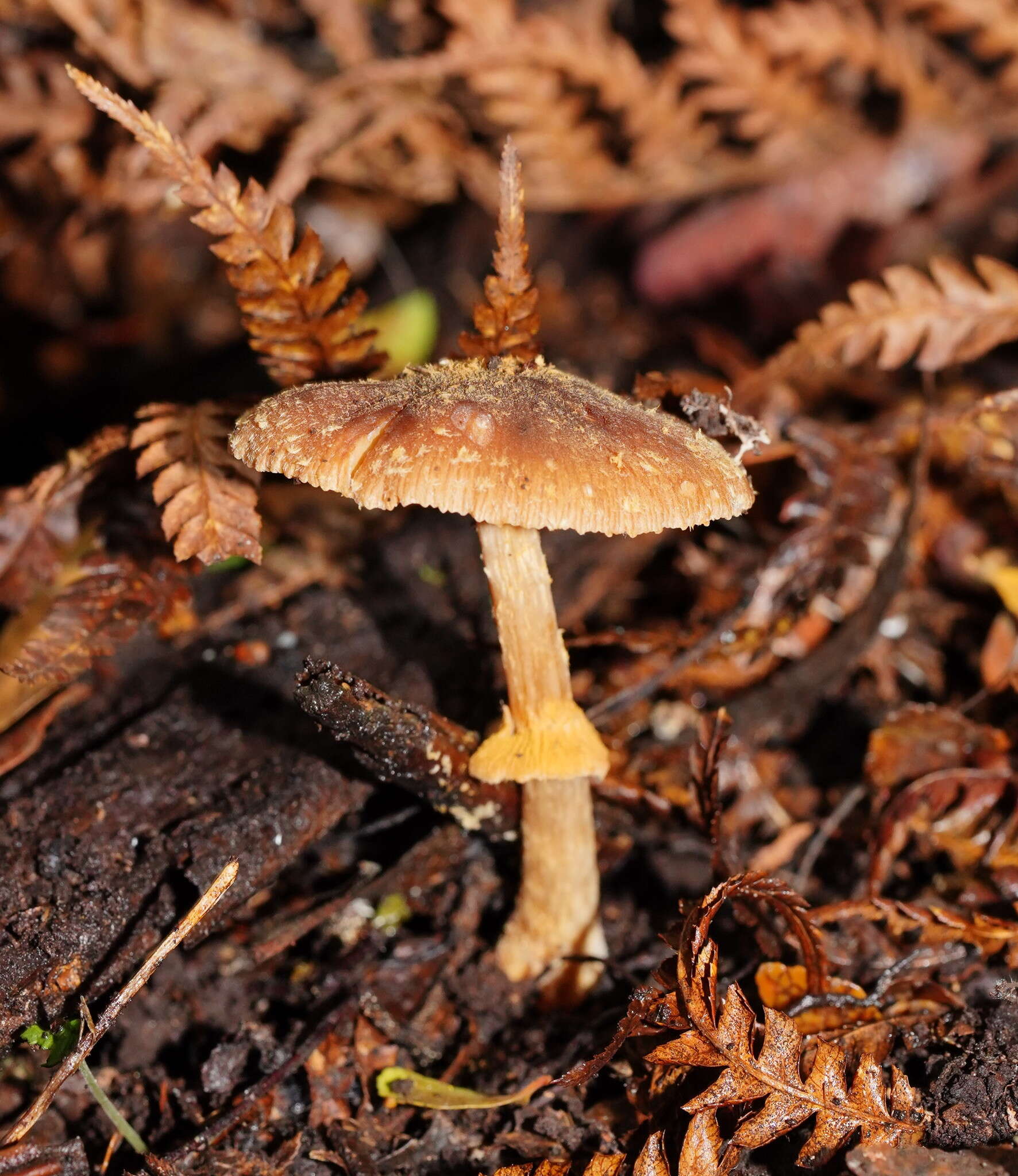 Image of Descolea recedens (Sacc.) Singer 1955