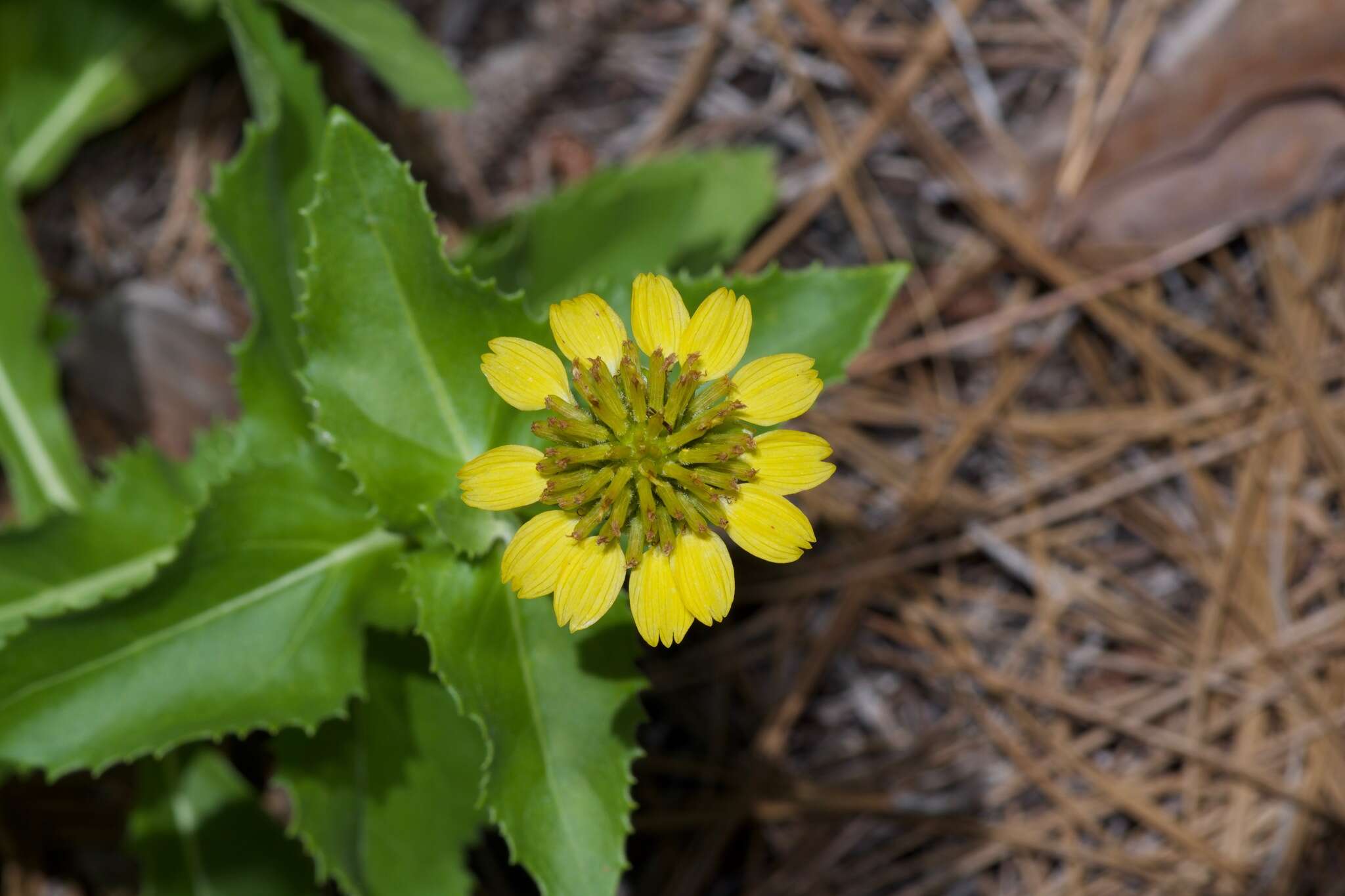 Imagem de Tetragonotheca ludoviciana (Torr. & A. Gray) A. Gray