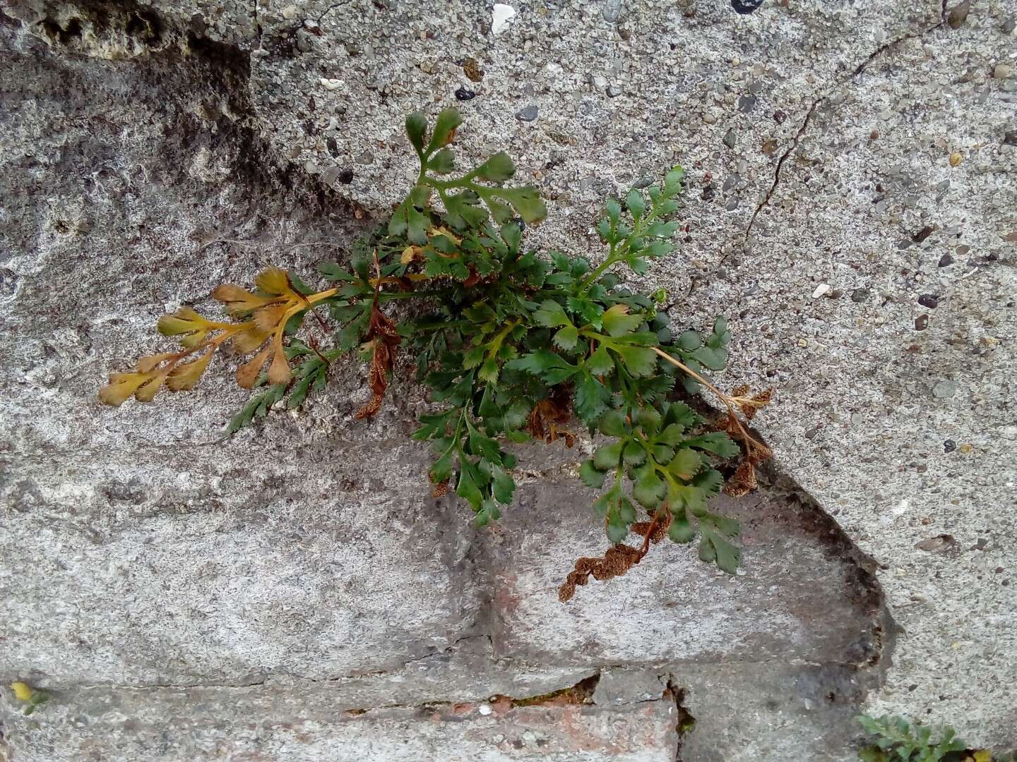 Sivun Asplenium ruta-muraria subsp. ruta-muraria kuva