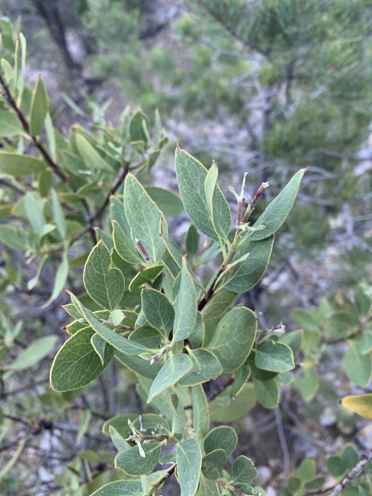 Forestiera pubescens var. pubescens resmi