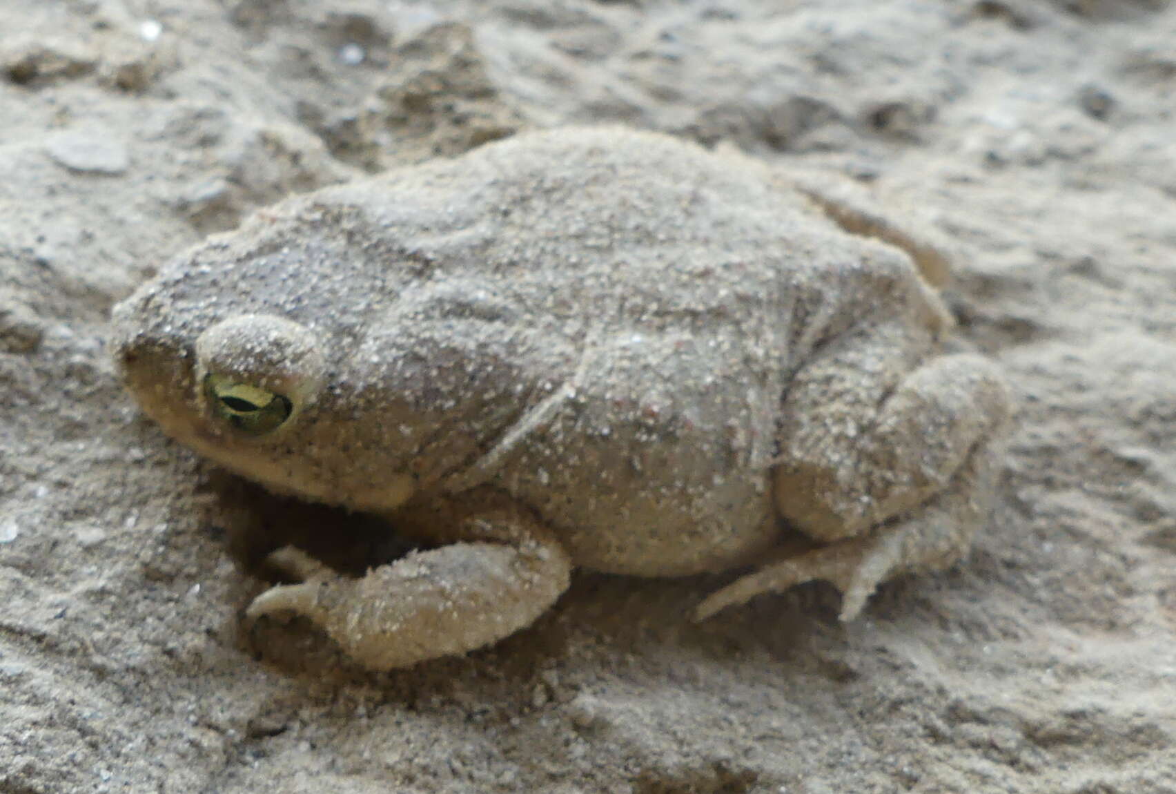 Image of Indus Valley Toad