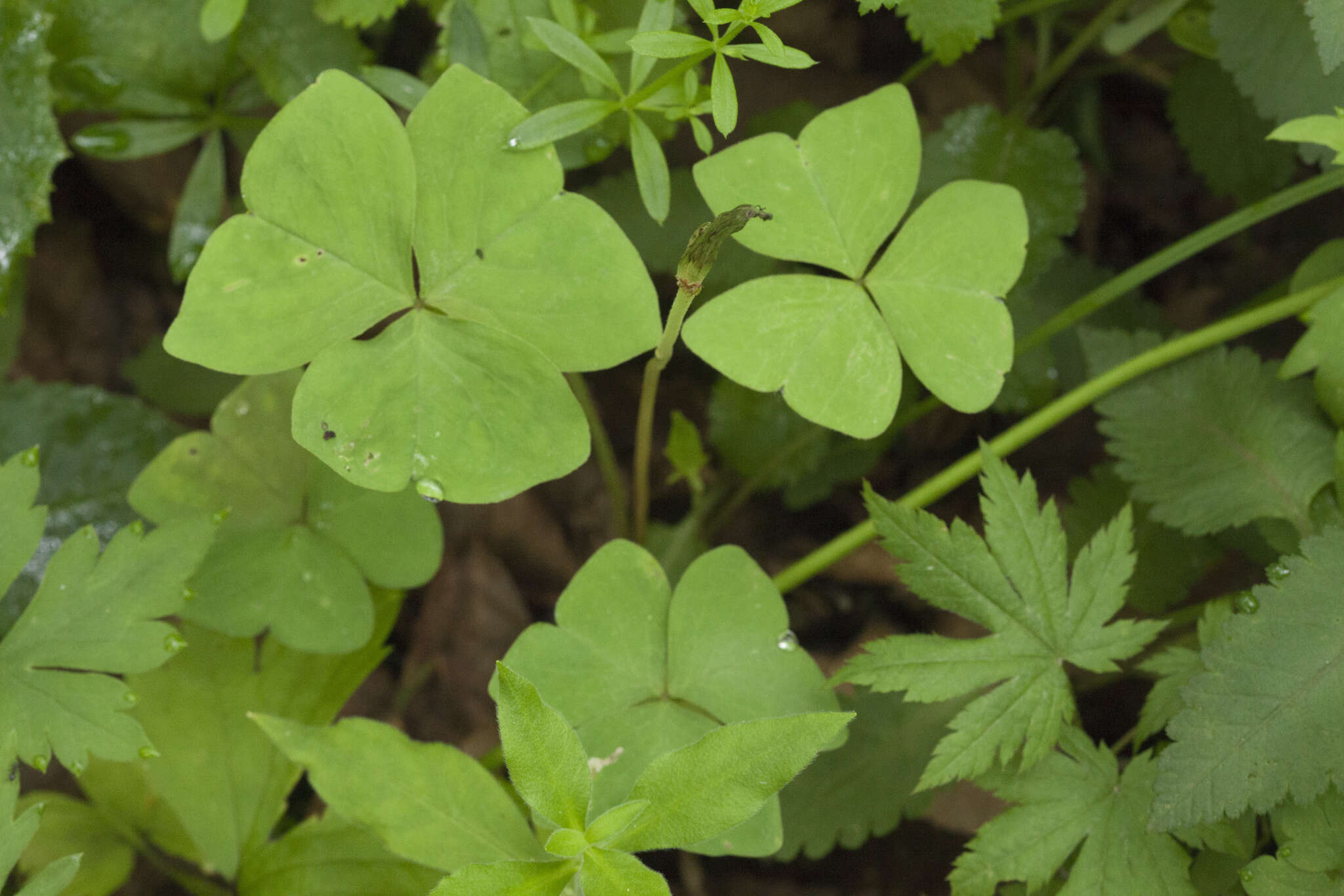 Sivun Oxalis obtriangulata Maxim. kuva